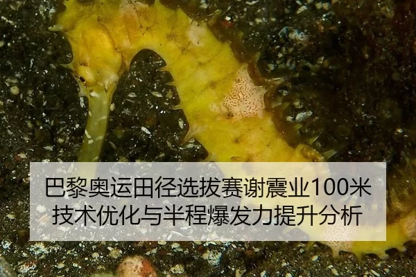 巴黎奥运田径选拔赛谢震业100米技术优化与半程爆发力提升分析